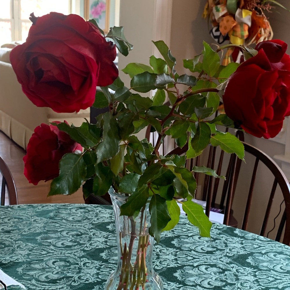 Two Don Juan rose bushes for sale.